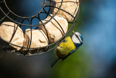 a blue tit feeding on fat balls from a circular bird feeder