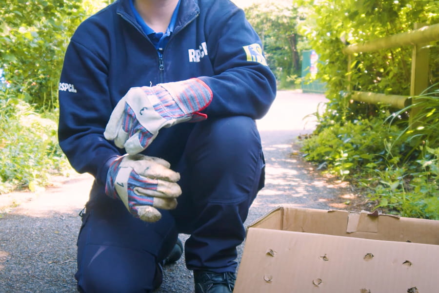 An RSPCA worker wearing a pair of gardening gloves kneeling next to a cardboard box with holes cut into the lid and sides.