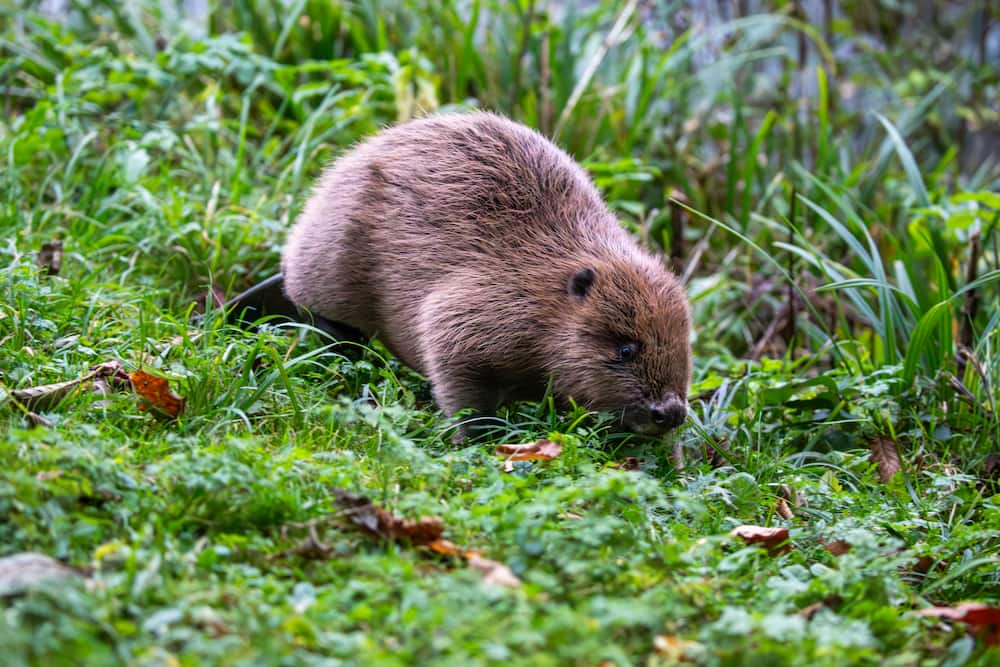 An image of a young beaver in the grass, after his release.