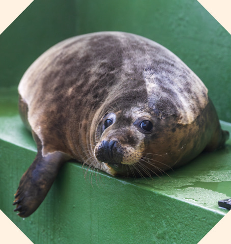 Animal Diaries - NextGen - rspca.org.uk