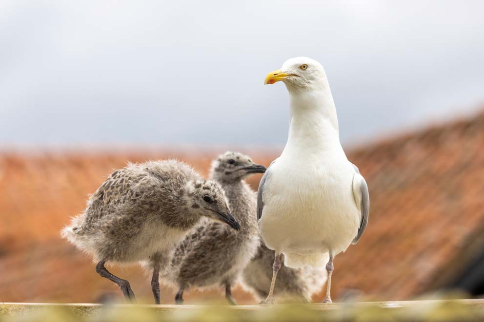 A herring gull with two chicks on a rooftop.