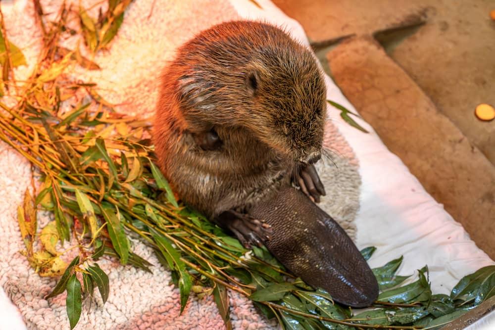 An image of a young beaver by a pool of water. He is under a sun lamp.