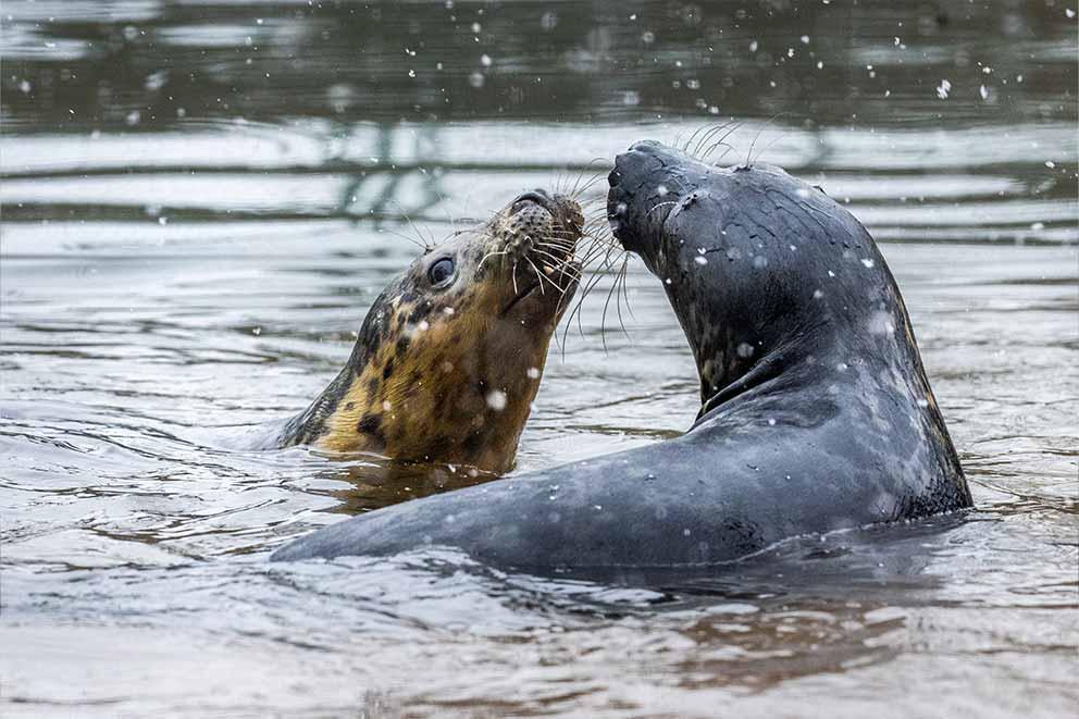 Two grey seals named Cornetto (left) and Nobbly Bobbly in falling snow