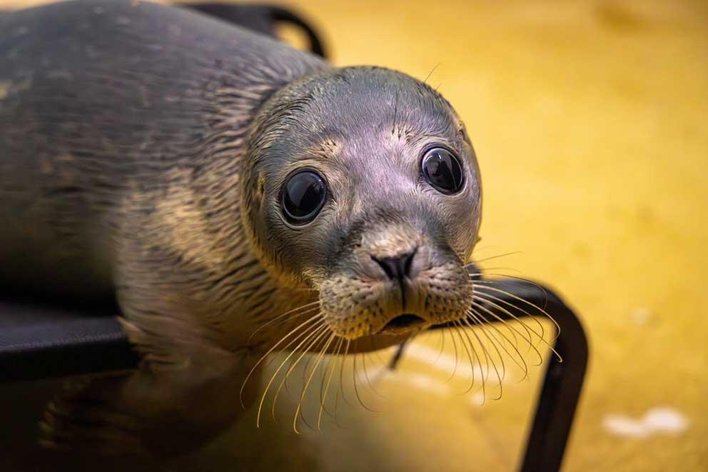 An image of a common seal pup looking towards the camera.