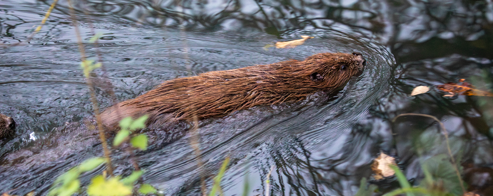 An image of a young beaver in the water, he is swimming.