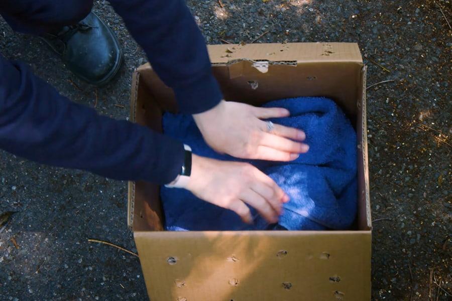 An RSPCA worker in a dark blue long sleeve top placing items in a cardboard box with holes cut into the lid and sides.