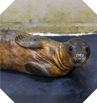 Close up of seal pup Calippo