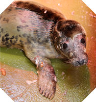 Close up of seal pup Cornett