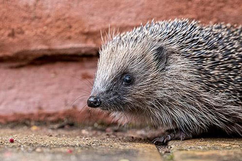 Hedgehog sitting on the path in a garden.