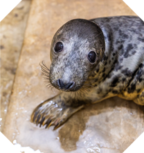 Close up of seal pup Mini Milk