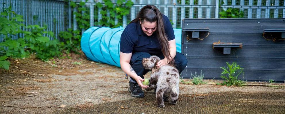 An image of a puppy, Reggie, playing with Manager Liz.