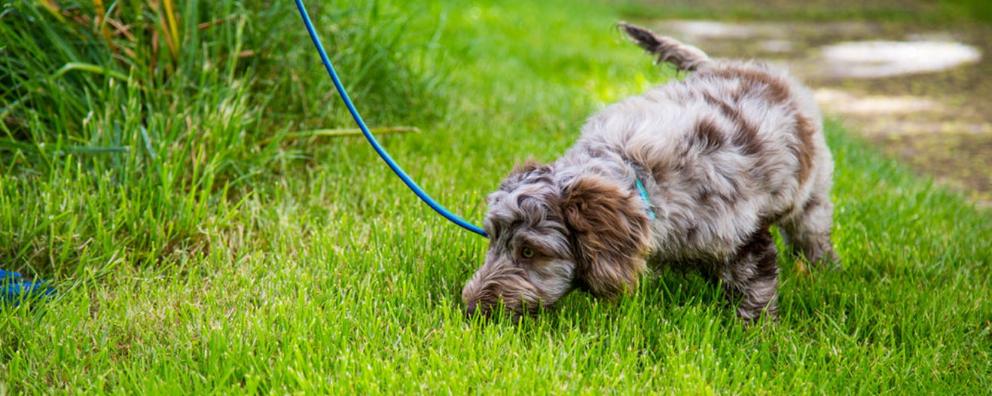 Image of a small puppy called Reggie, sniffing in the grass.