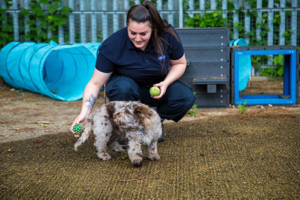 An image of a puppy, Reggie, playing with Manager Liz.